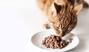 Nutriția corectă penru pisica ta